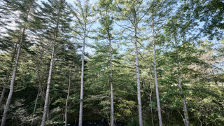 スタンダード ツインルーム, リバービュー, 禁煙