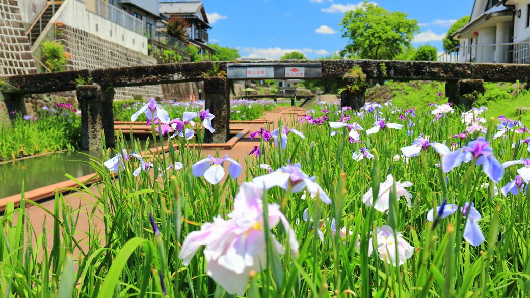 髙瀬裏川水際緑地_花菖蒲 / 2