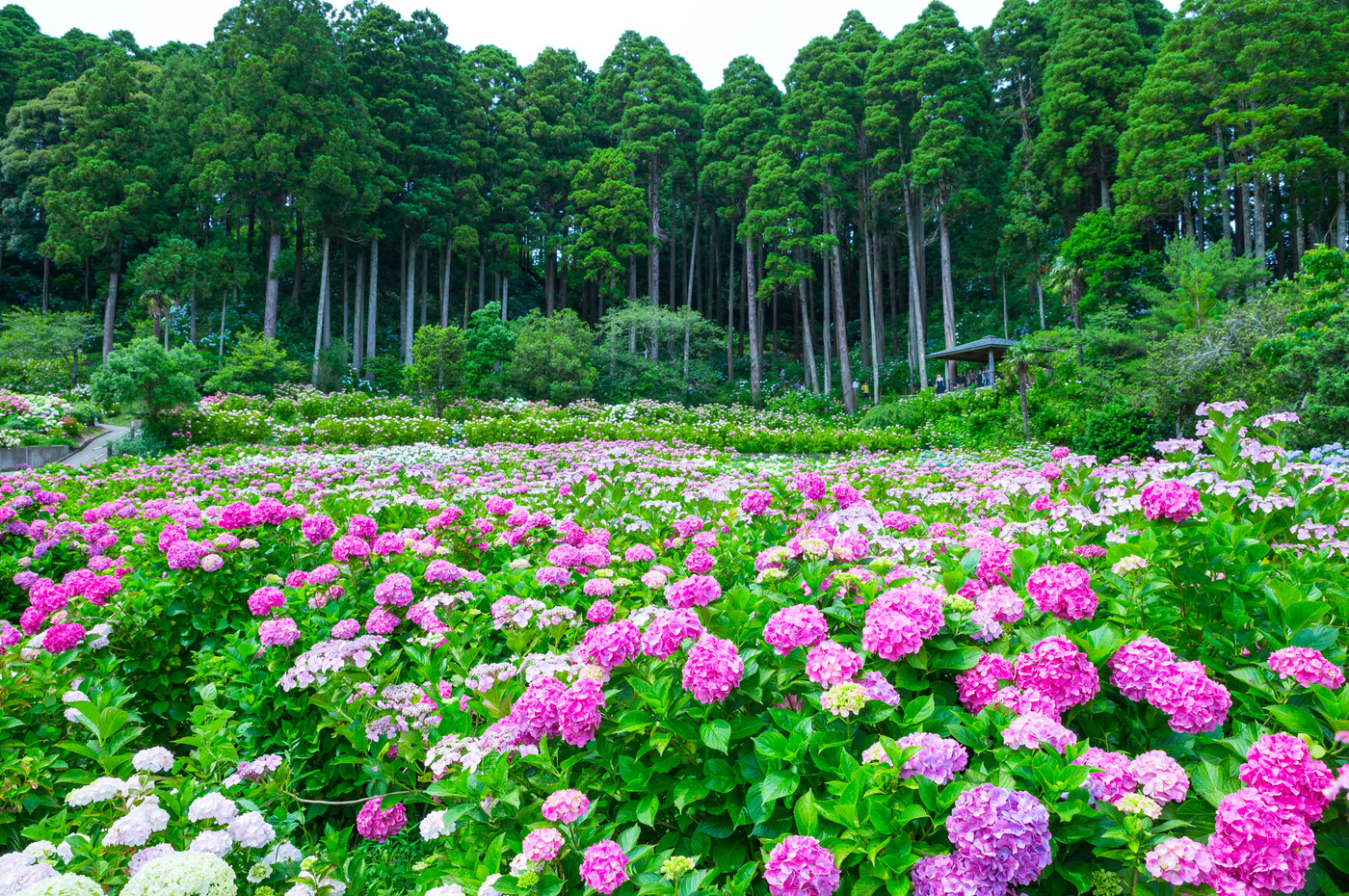満開の紫陽花 (千葉県茂原市 服部農園あじさい屋敷) 2018年6月