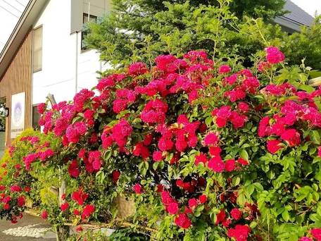 どんぐりハウス / 4