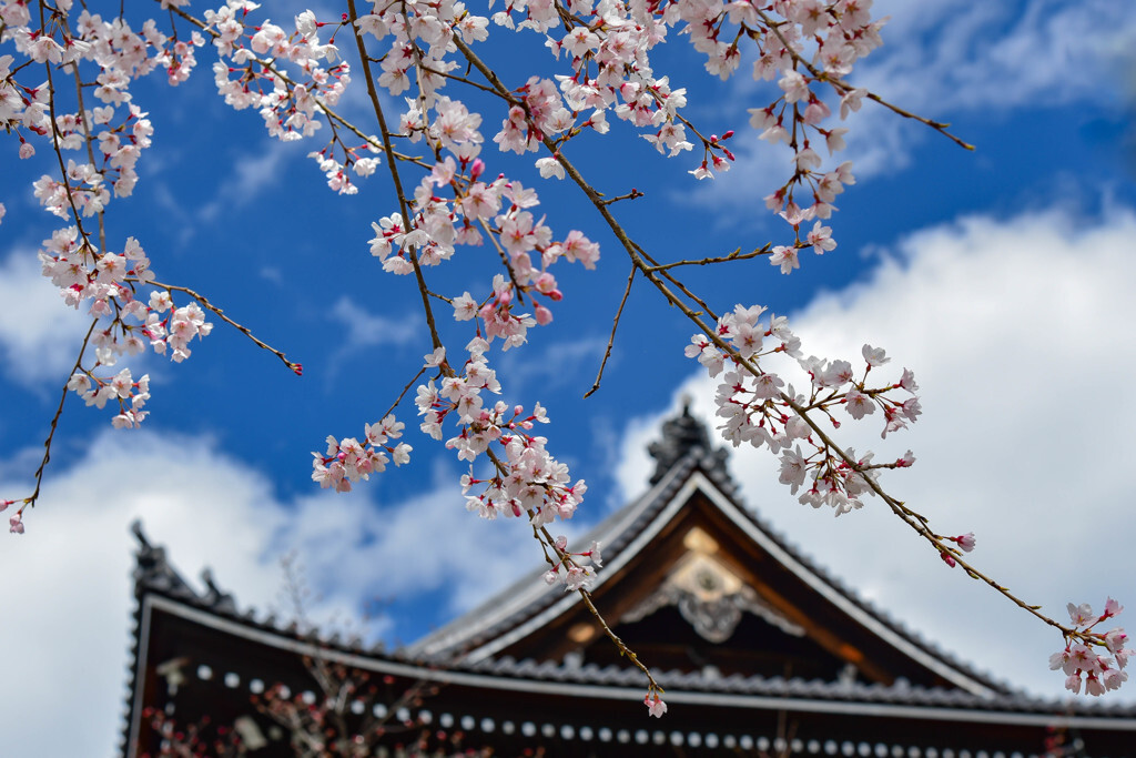 神社仏閣や公園、列車で桜の景色を満喫2379295