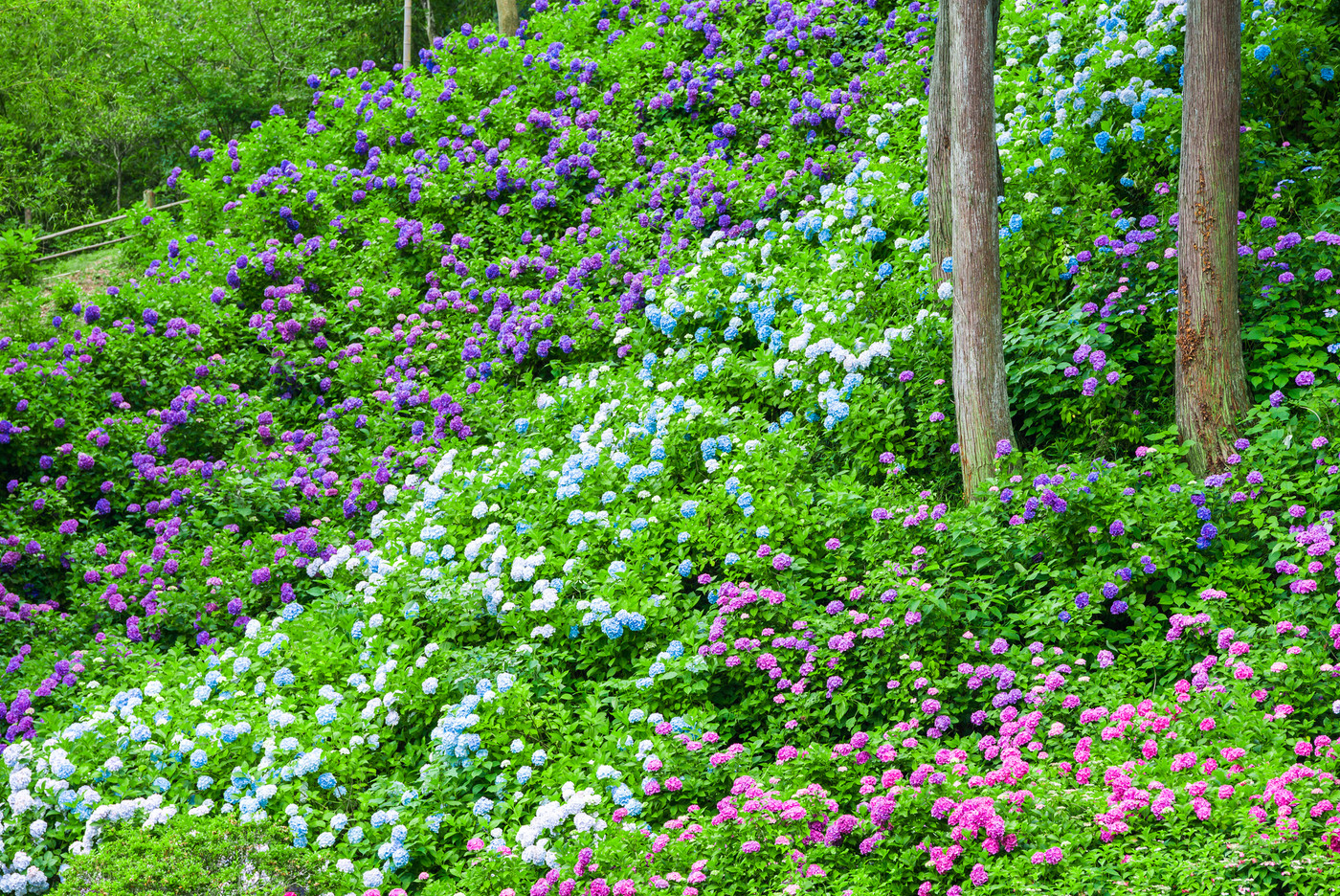 満開の紫陽花 (千葉県茂原市 服部農園あじさい屋敷) 2018年6月