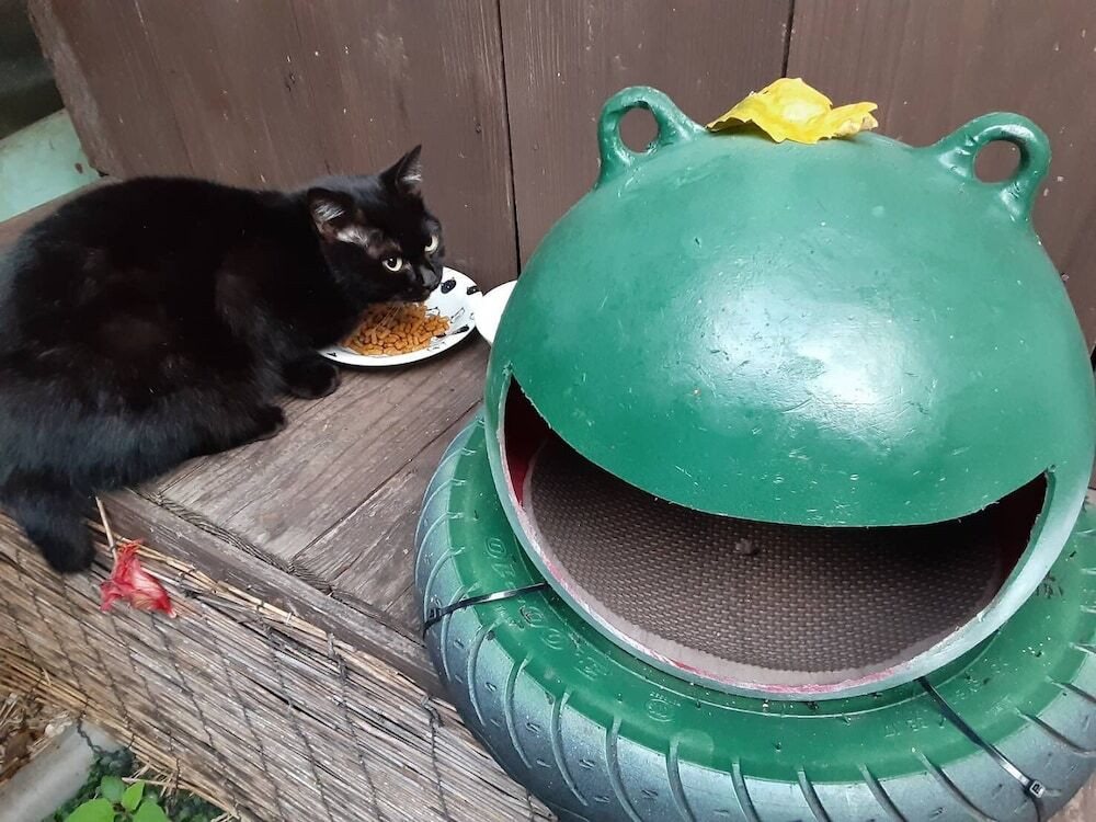 テラス / パティオ