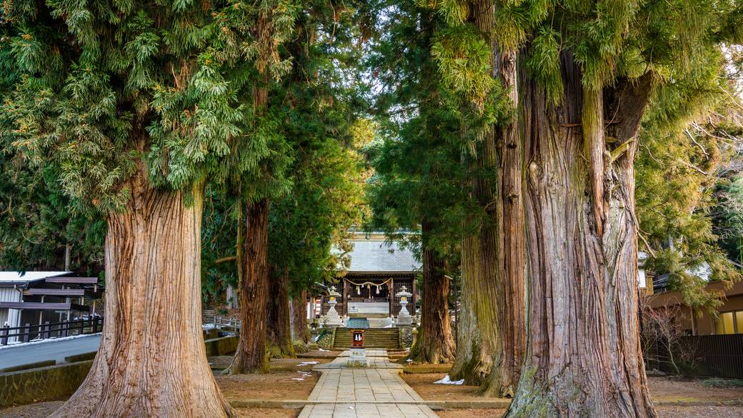 七本杉のご神木 / 3