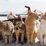 猫好きの天国♡たくさんの“にゃんこ”に癒される「猫旅スポット」8選