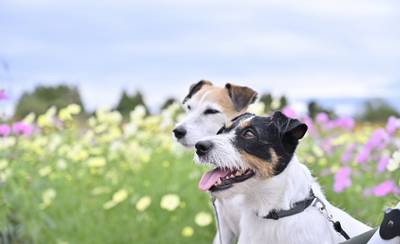 愛犬と一緒におでかけ！軽井沢のペットと泊まれるホテル9選♡