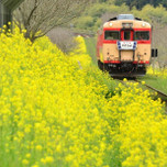千葉のお花畑でまったり♡お花で癒されるスポット9選
