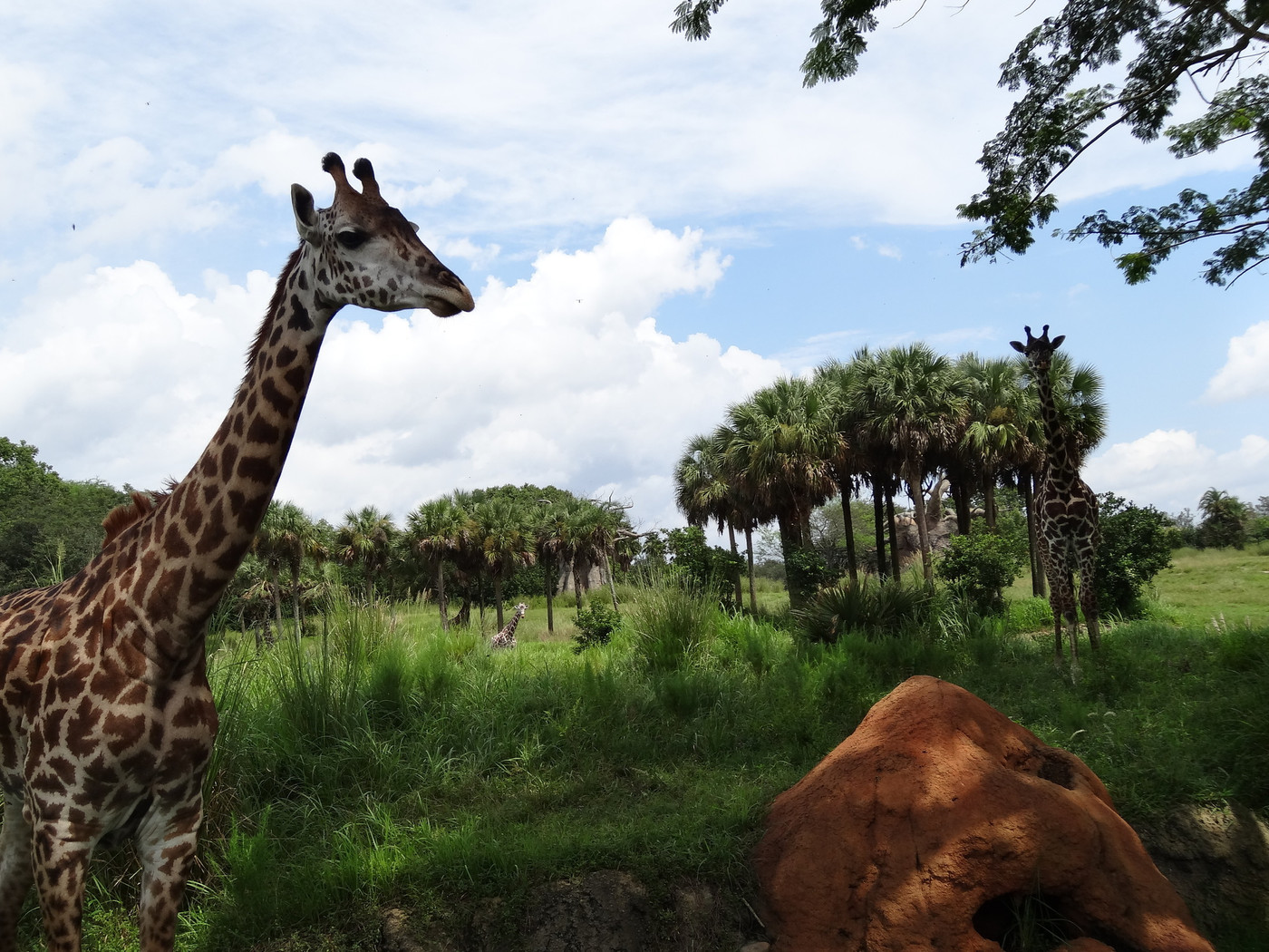 アニマルキングダム
