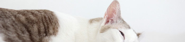 泊まるしかないにゃ!看板猫がいる全国のおすすめホテル5選