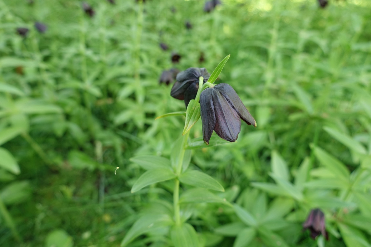 中庭に咲いていたクロユリ。帯広市の花だそう