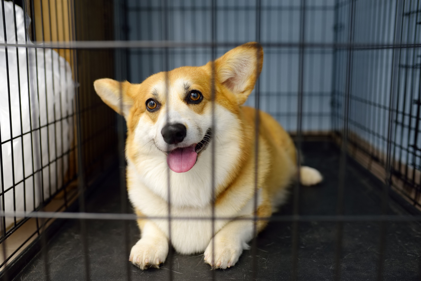 Breed corgi dog waiting of examination in vet clinic. Pet health. Care animal. Hotels for animals, overexposure. Lost pets in a cage in an animal shelter. Finding the owner.