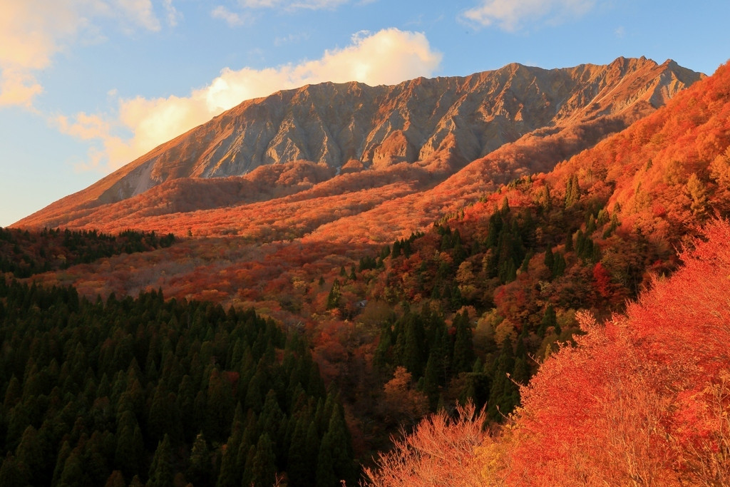 大山の紅葉