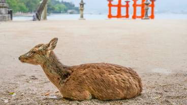 嚴島神社と鹿 / 2