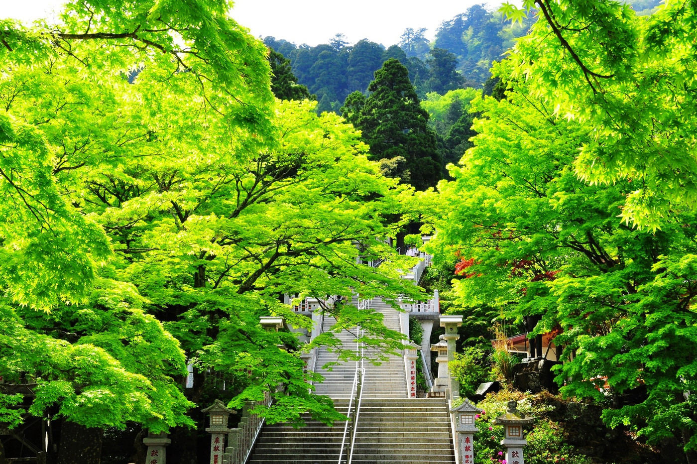 大山阿夫利神社下社参道と新緑