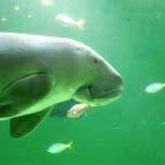 【全国】ジュゴンにコビトカバも♡めずらしい動物に心癒される「動物園＆水族館」6選