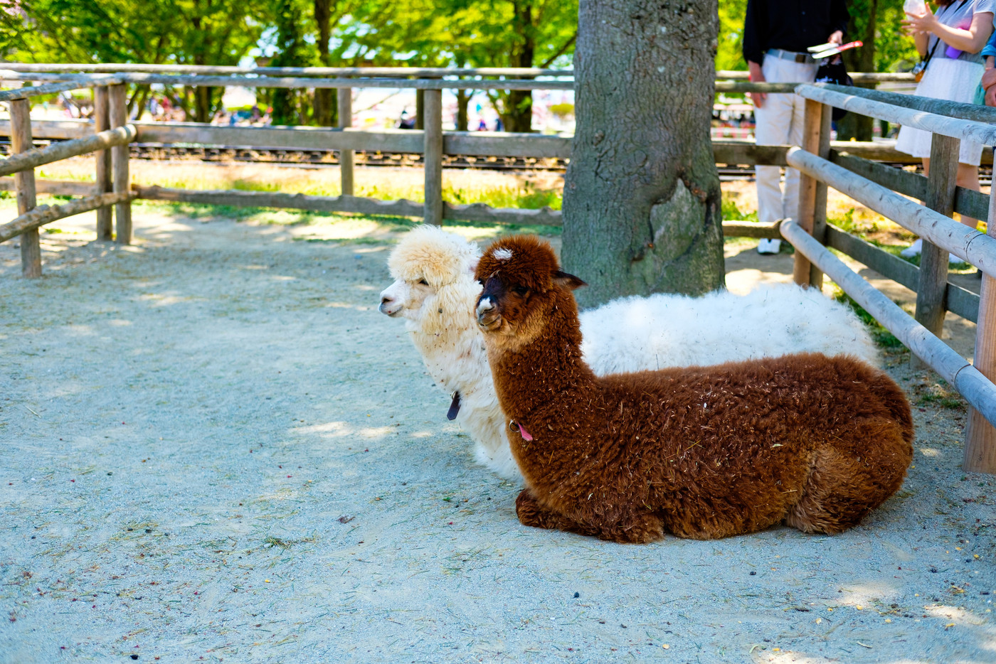 アルパカ、動物、りんどう湖レイクビュー