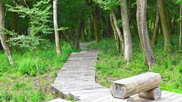ポーラ美術館 森の遊歩道 / 3