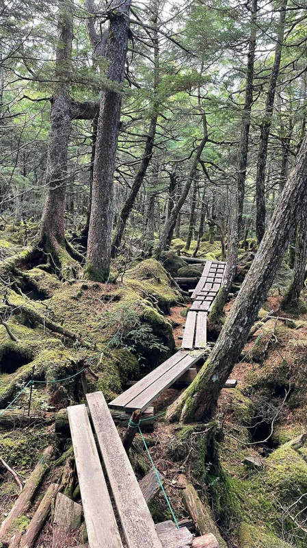 「白駒池」周辺の原生林は、じゅうたんのような苔に覆われていて神秘的。自然の音と香りに包まれてリラックスできそう / 2