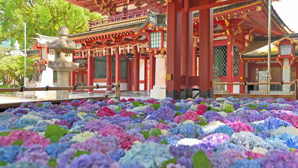 太宰府天満宮の花手水紫陽花 / 3