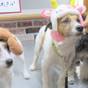 【楽天スーパーSALE】【ファミリー】ペット（愛犬・愛猫）と温泉旅行★食事処★スタンダードの和食膳 | きぬ川国際ホテル