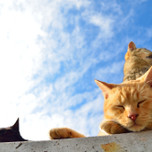 【全国】猫好きさん必見！たくさんの猫と出会える日本各地の「猫島」6選
