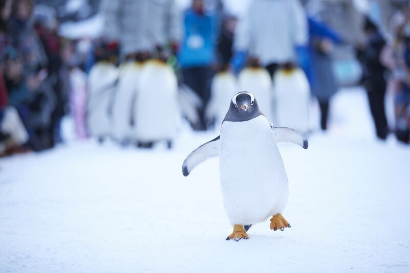 旭川や周辺エリアも観光して、北海道の魅力に酔いしれよう3702360