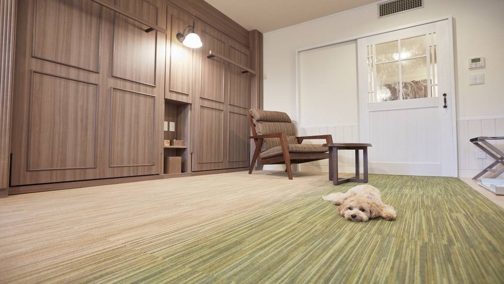 人もわんこも心地よい
お部屋でまったり / 5