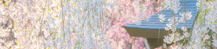 【秋田】春色を求めて…角館へ花見女子旅♡おすすめのホテル7選