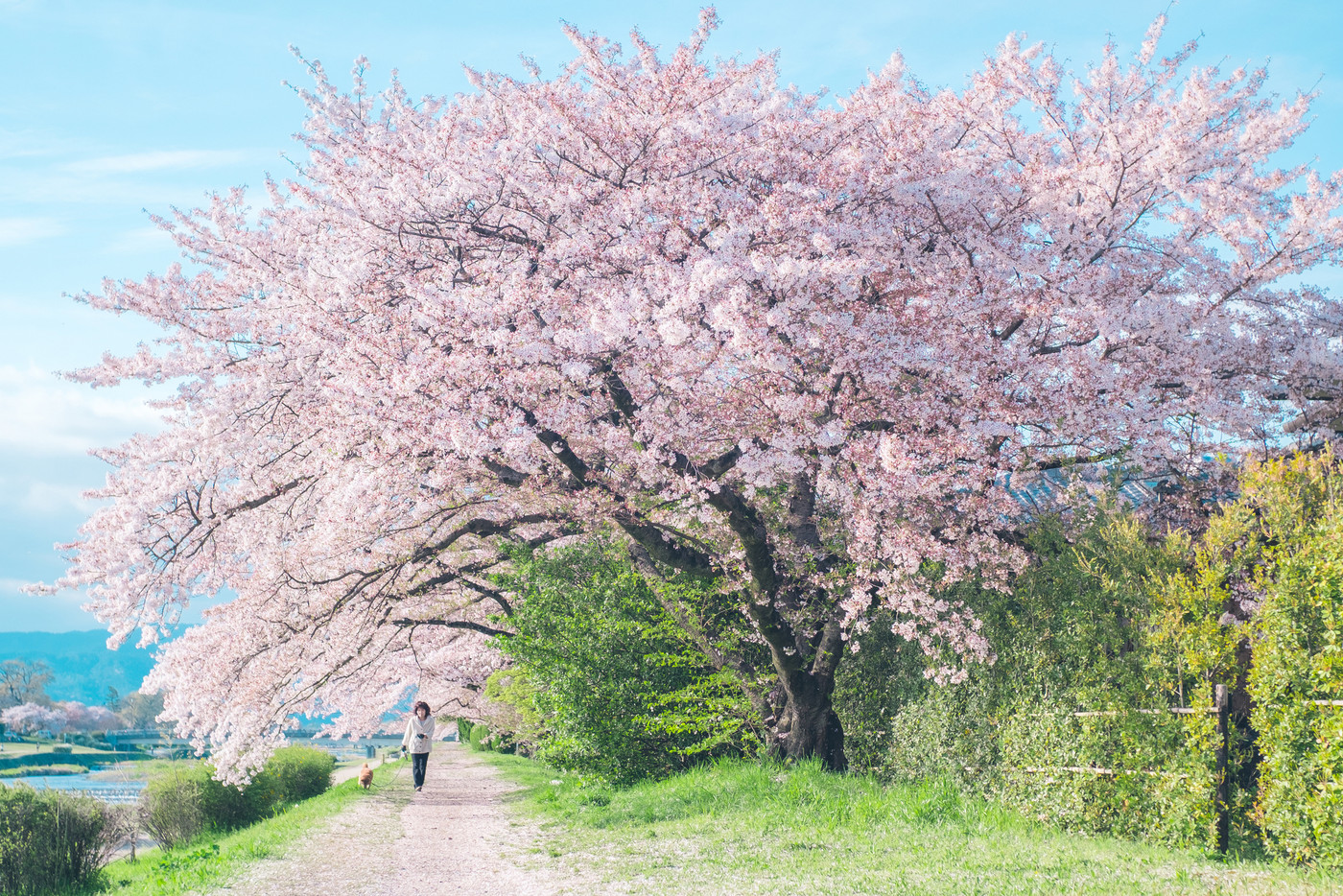 鴨川の桜並木
