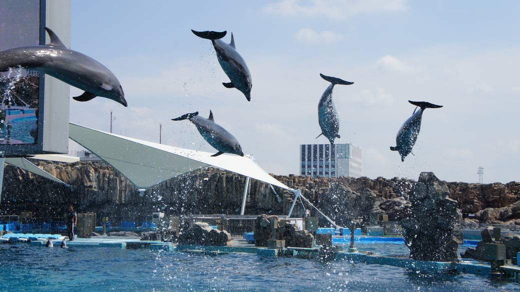 名古屋港水族館 イルカショー / 1