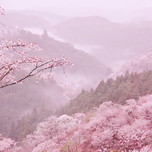 「日本一の桜」と称される吉野山にお花見へ。宿泊におすすめの旅館7選／奈良