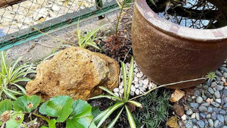 デラックス ルーム