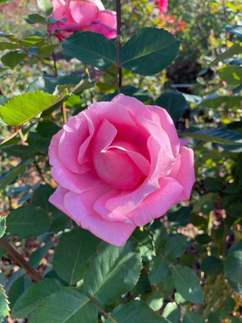 yfuna4さんの写真 / 2