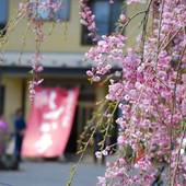 奥州平泉温泉 そば庵 しづか亭（岩手県 旅館） / 3