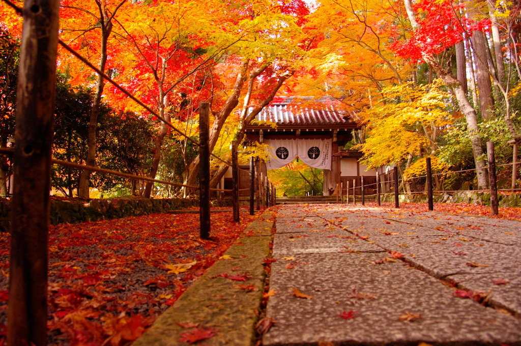 長岡京…四季折々の美しさと、歴史の奥深さを感じることができる町861926