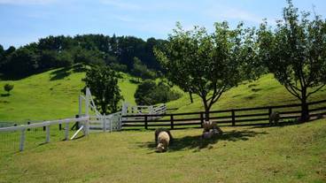 施設の敷地 / 19