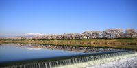 山と川、桜並木の絶景が広がる！宮城県の白石川堤一目千本桜