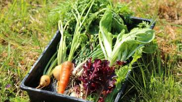 エコツアー / 17