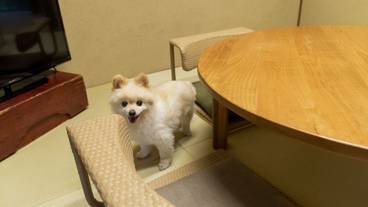 ペット同伴可 / 2