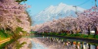 日本一と名高い弘前の桜！必見の弘前公園とさくらまつりをご紹介♪