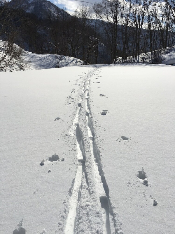 スノー スポーツとスキー