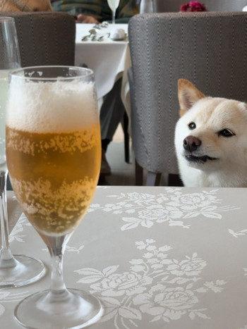 「レストラン 繁」 その他 244484645 