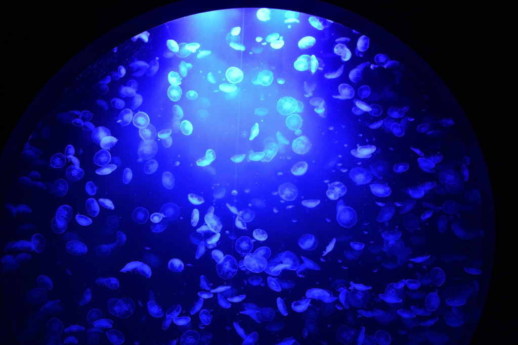 ギネスブックにも登録された癒しの水族館2136695