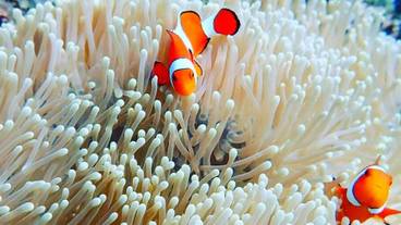 スポーツ設備 / 1