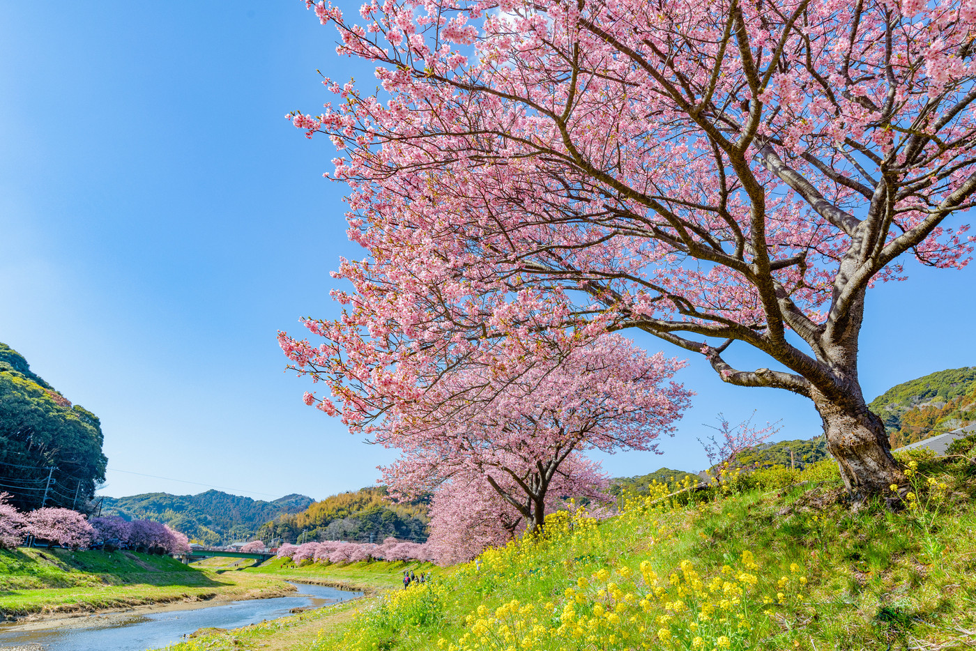 南伊豆　青野川沿いの河津桜と菜の花