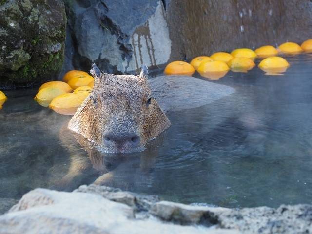 カピバラ温泉で有名な
シャボテン公園へ / 1