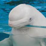 横浜八景島シーパラダイス。水族館ゾーンでやりたいこと8選！