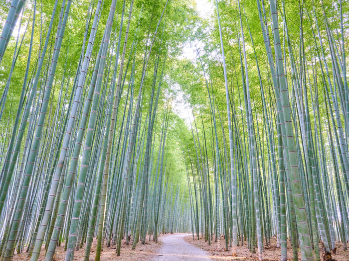 非日常的な竹の世界。暗くなるとライトアップされるそう