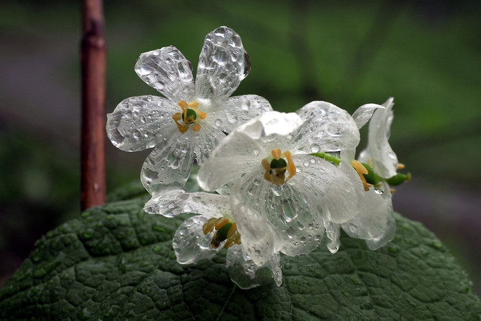 シンデレラのガラスの靴のよう…神秘の花『サンカヨウ』が見られる全国