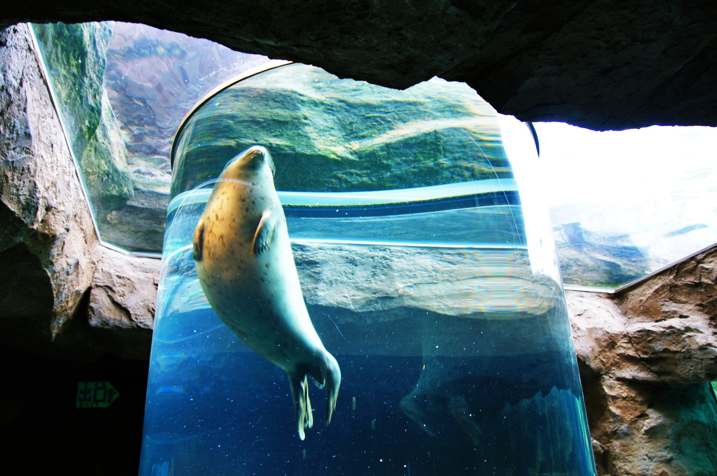 旭山動物園あざらし館